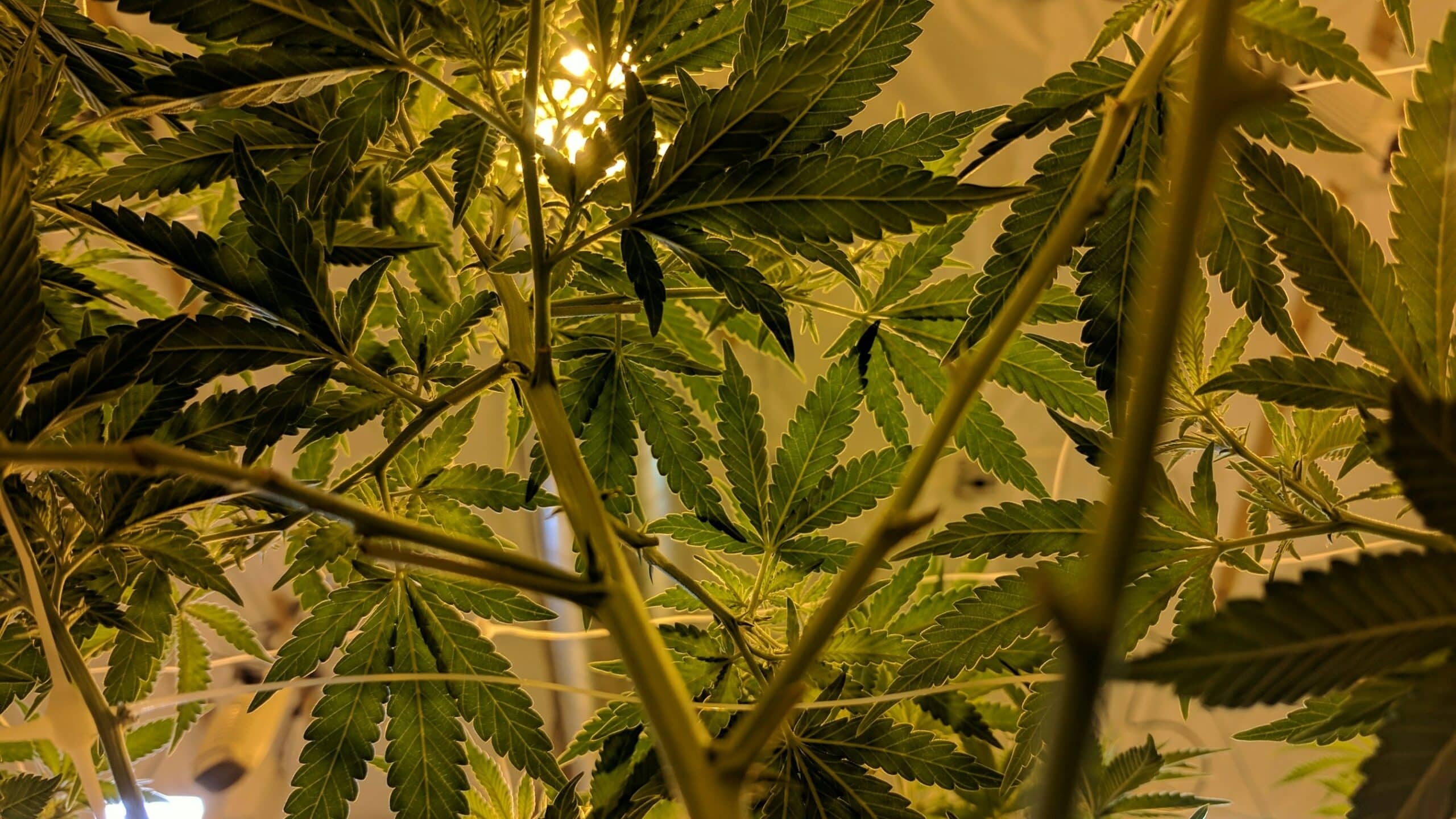 Vorteile von Cannabis: Cannabisblätter in einem geschlossenen Raum.