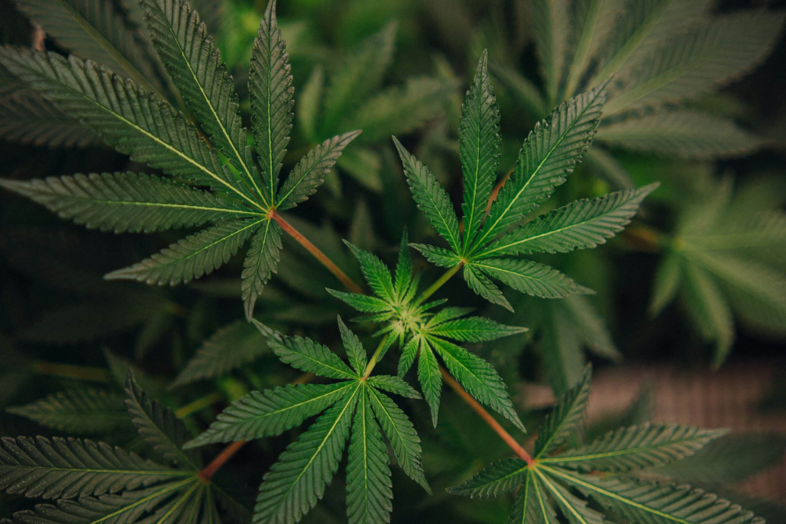 Cannabisblätter in Nahaufnahme.