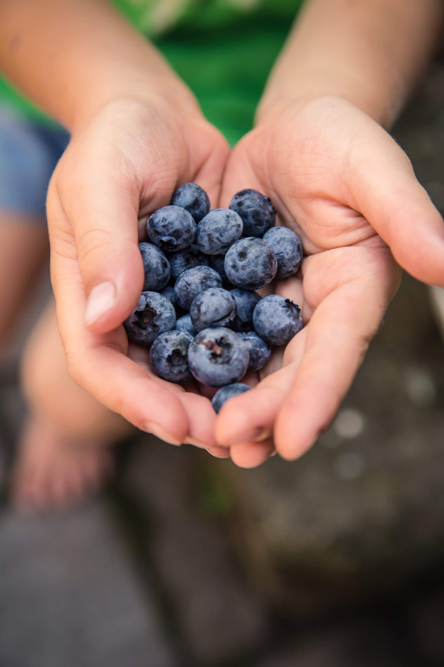 die besten superfoods die in europa ökologisch und nachhaltig hergestellt werden können