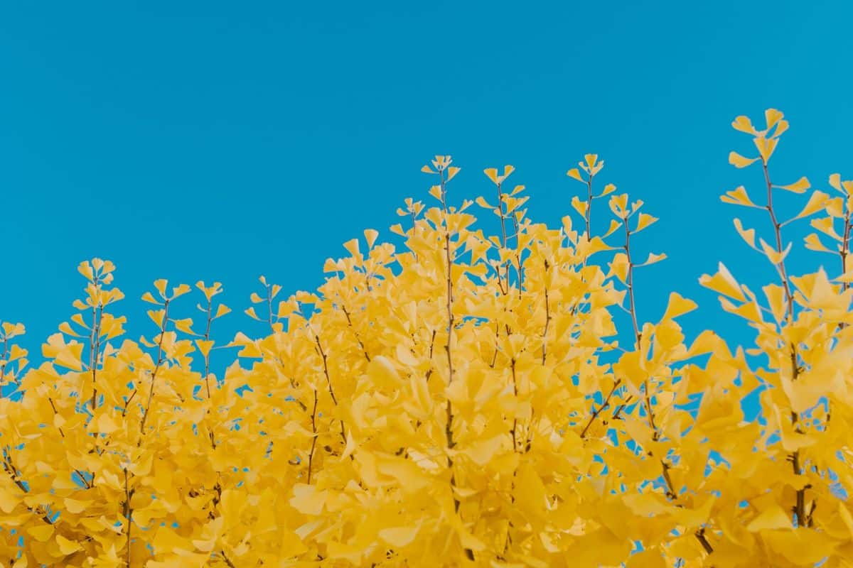 Ein Ginkgo-Biloba-Baum mit charakteristischen, fächerförmigen Blättern, die seine uralte Herkunft und seine medizinischen Eigenschaften symbolisieren.