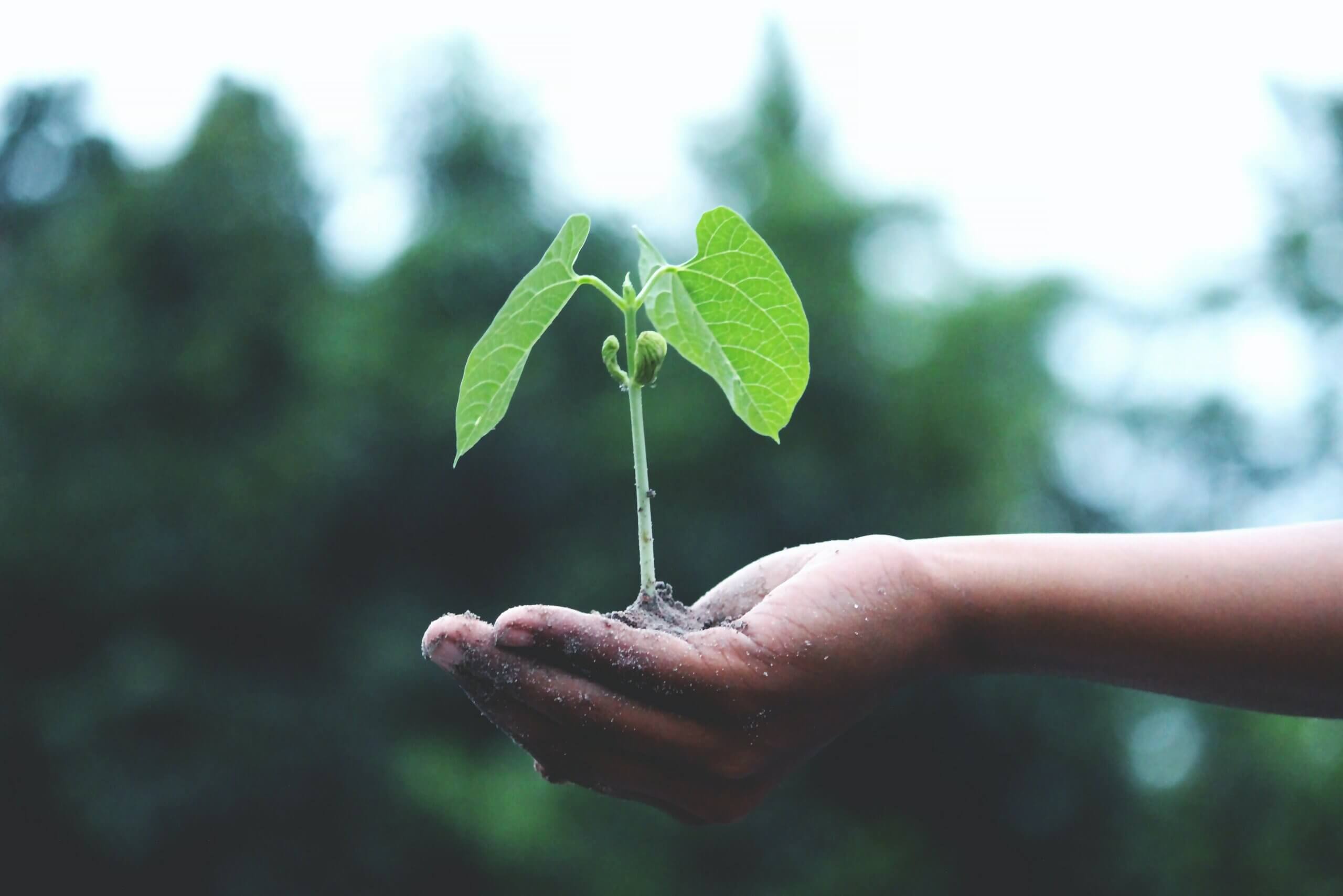 a hand that is planting a tree, good for your private label business as it makes it more eco-friendly and sustainable