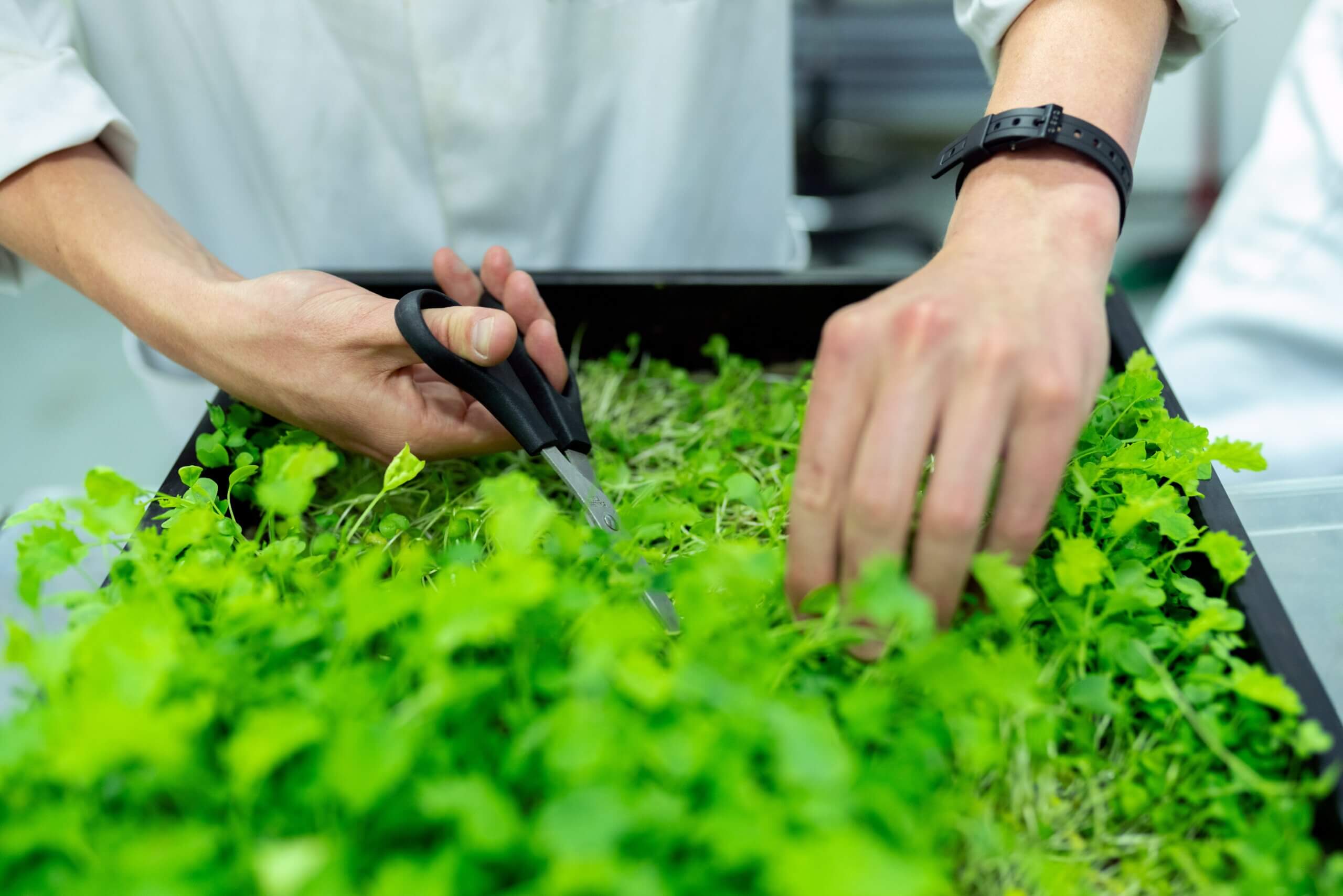 Somebody cutting some plants, good for your private label business as it makes it more eco-friendly and sustainable
