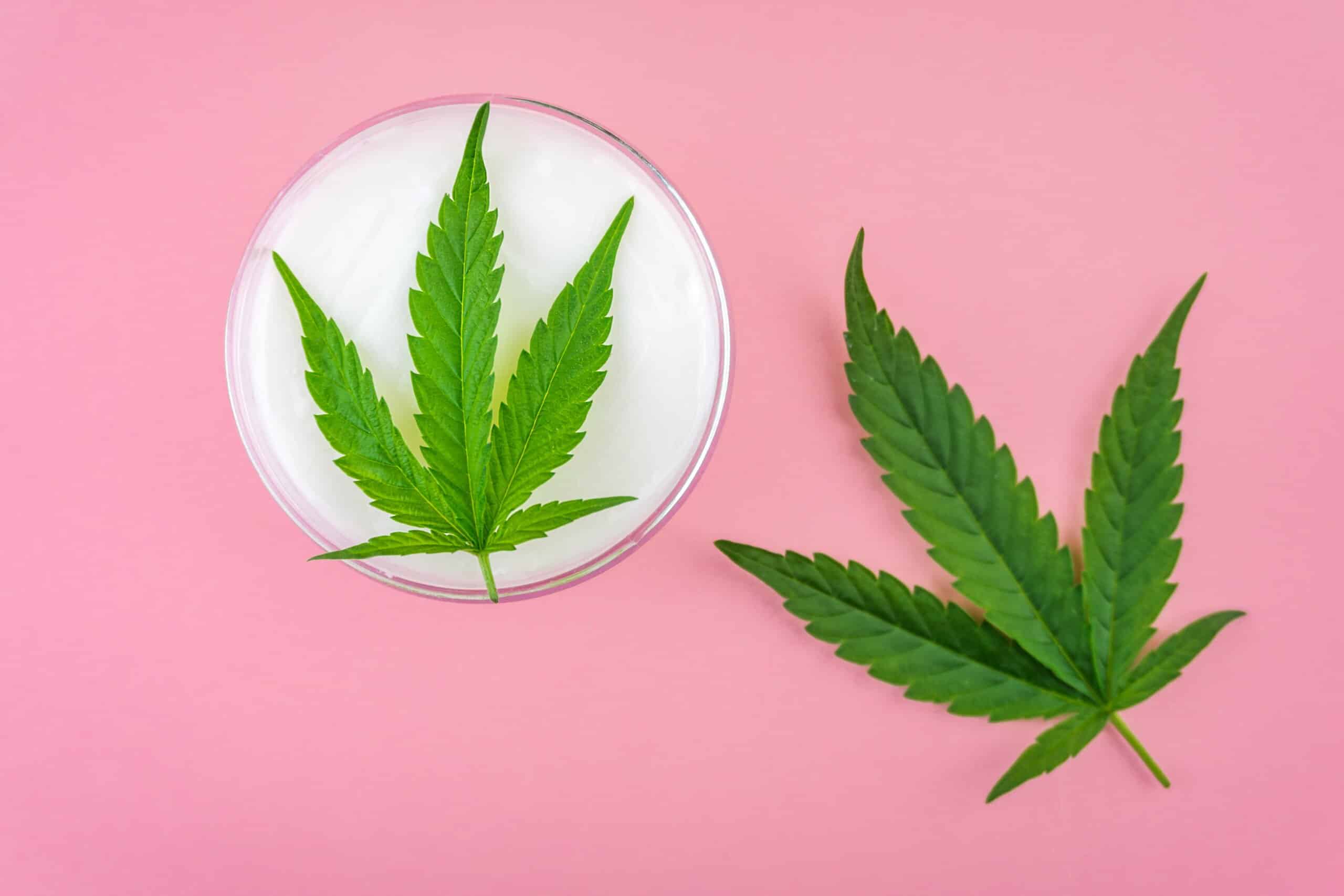Cannabidiol CBD clear oil capsules and full spectrum Hemp paste on wooden table