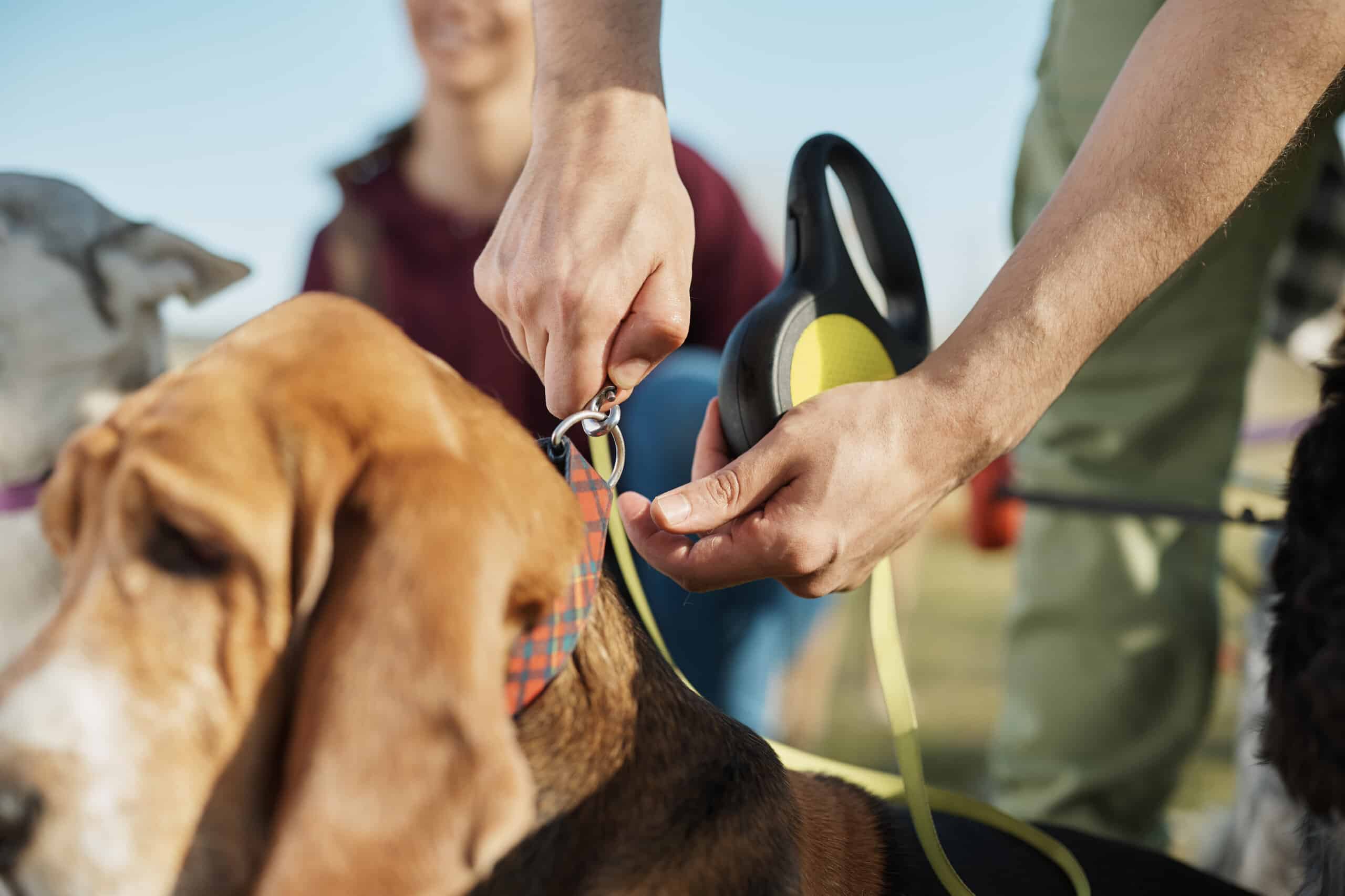 Nahaufnahme eines Hundeausführers, der im Park eine Leine am Halsband des Hundes befestigt, für Private-Label-Produktprognosen