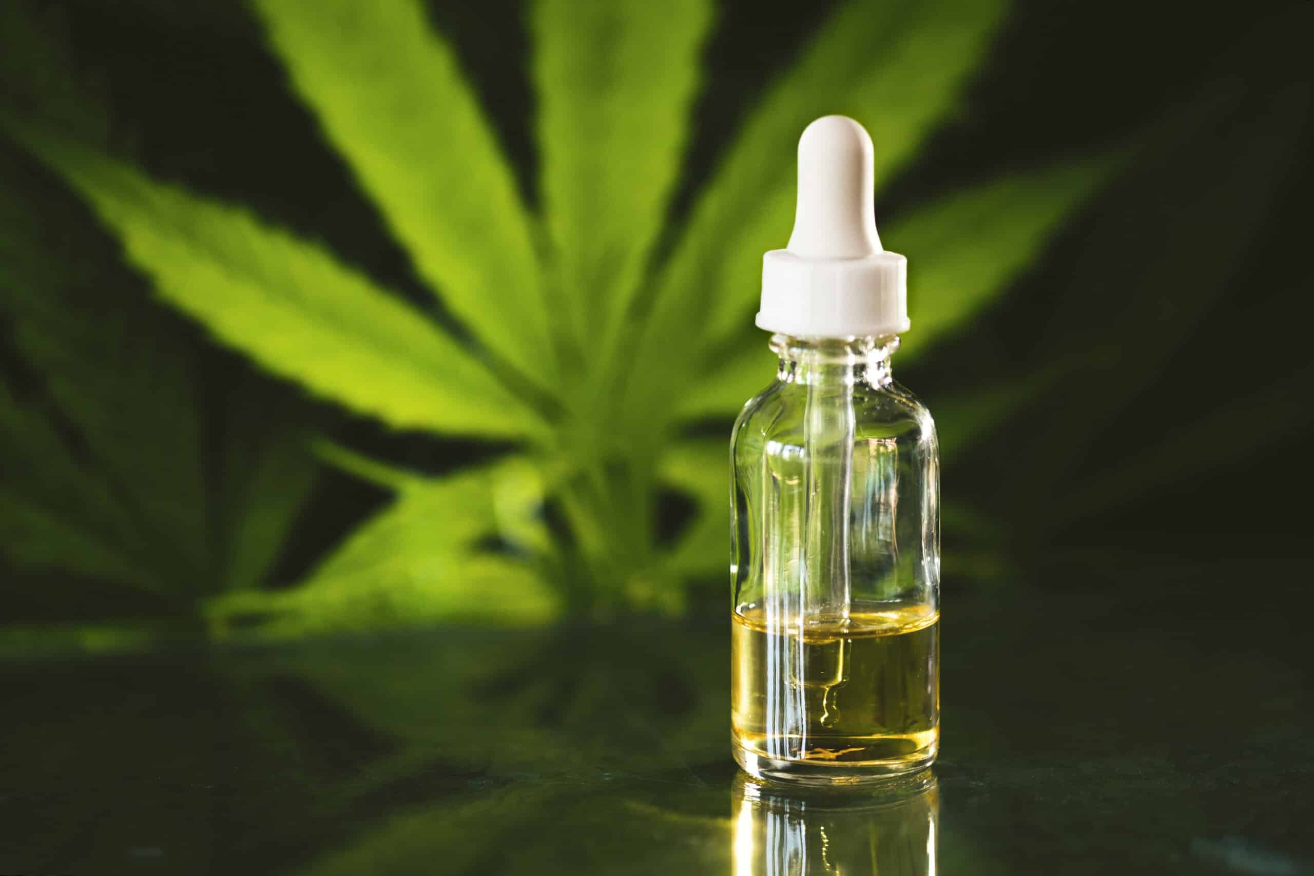Cannabis CBD oil in eyedropper and bottle against Leafy Cannabis Plant