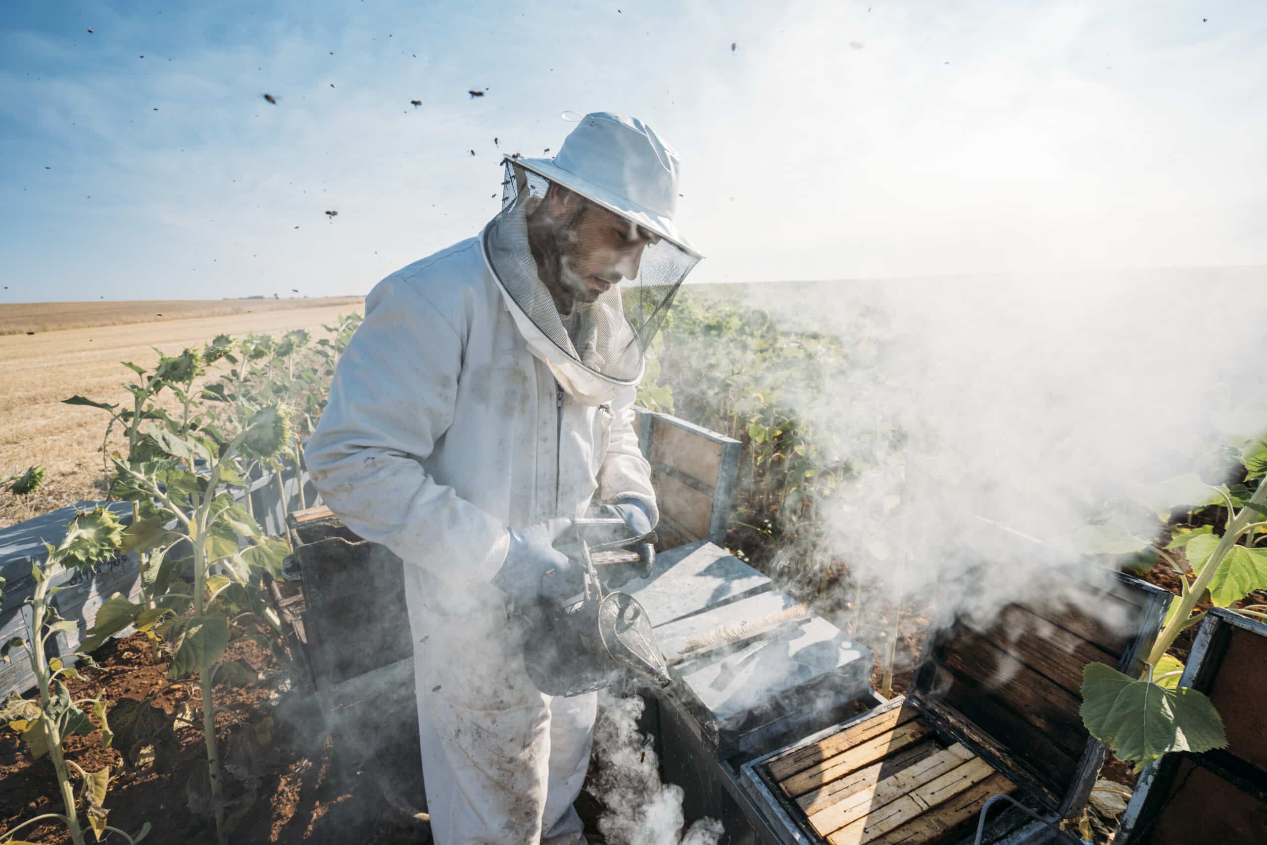 Beekeeper working collect honey