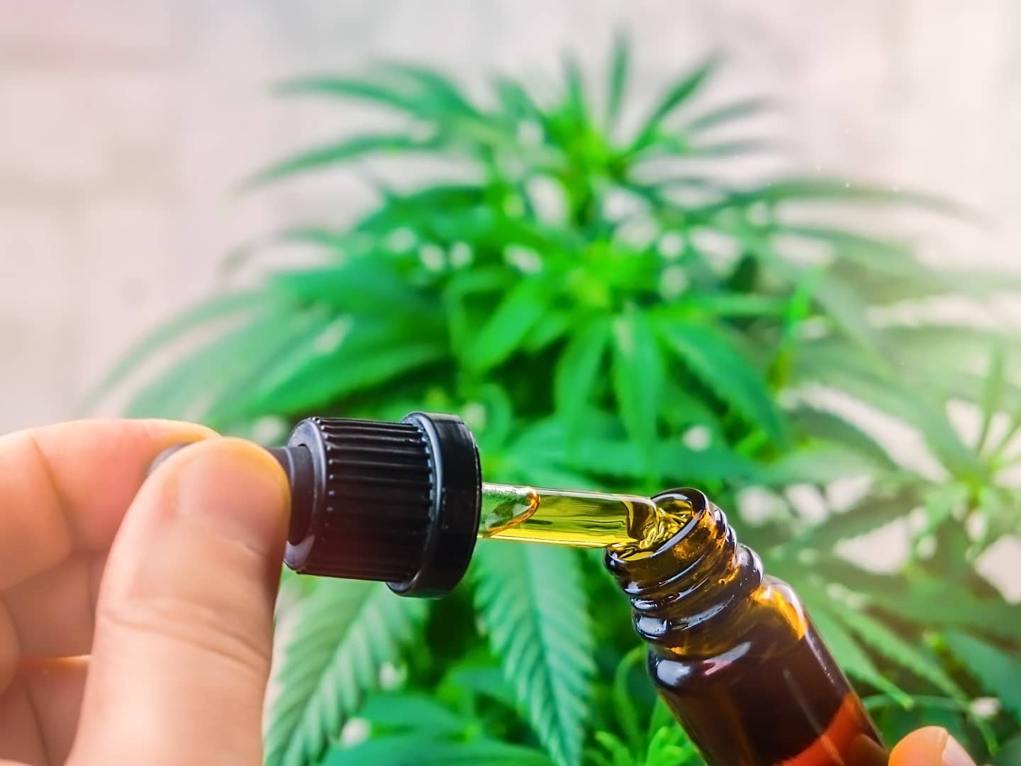 The Path to Sourcing CBD Products in Europe: A Comprehensive Guide