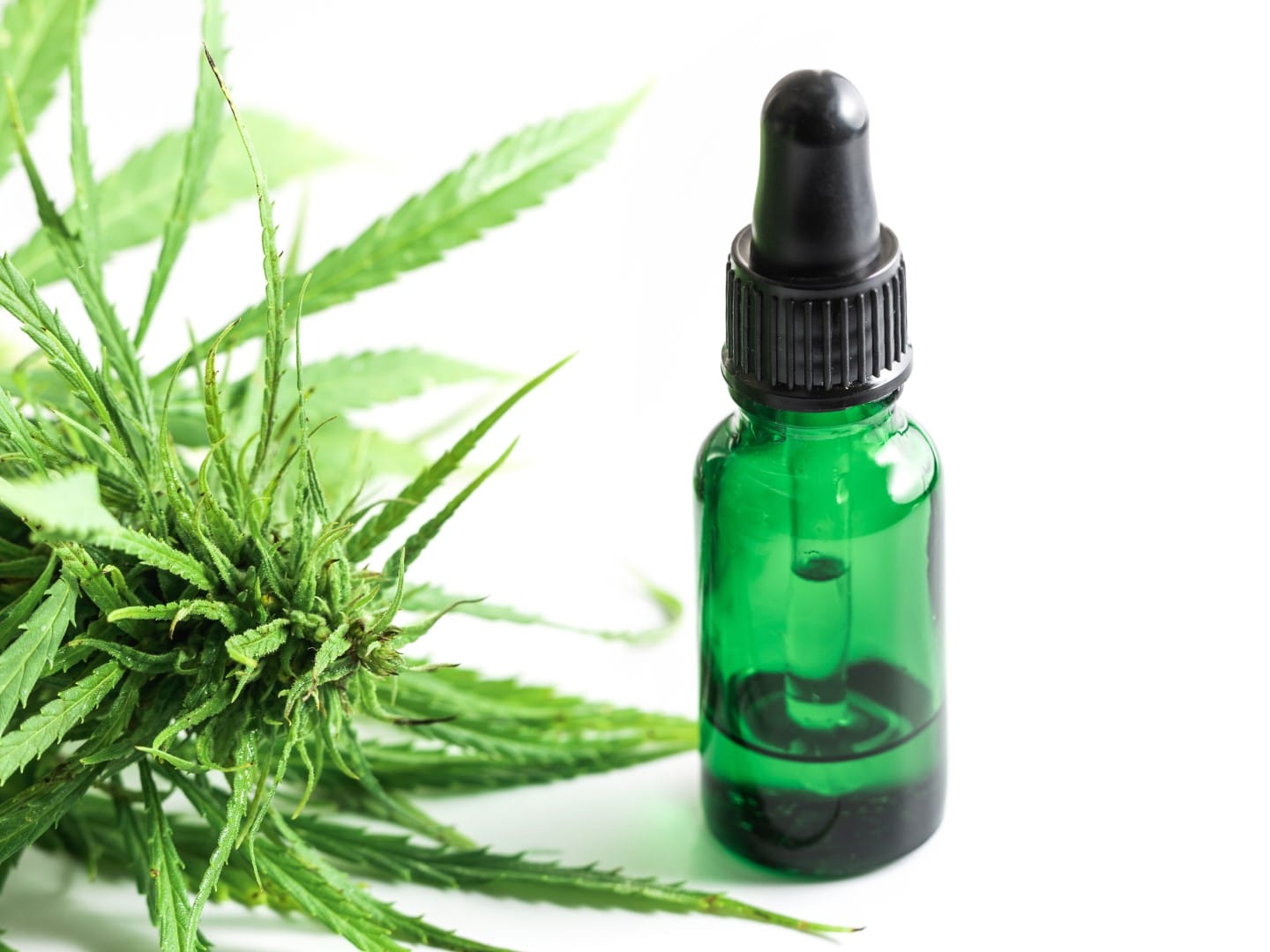 Cannabispflanze und eine Flasche mit CBD-Öl auf weißem Hintergrund