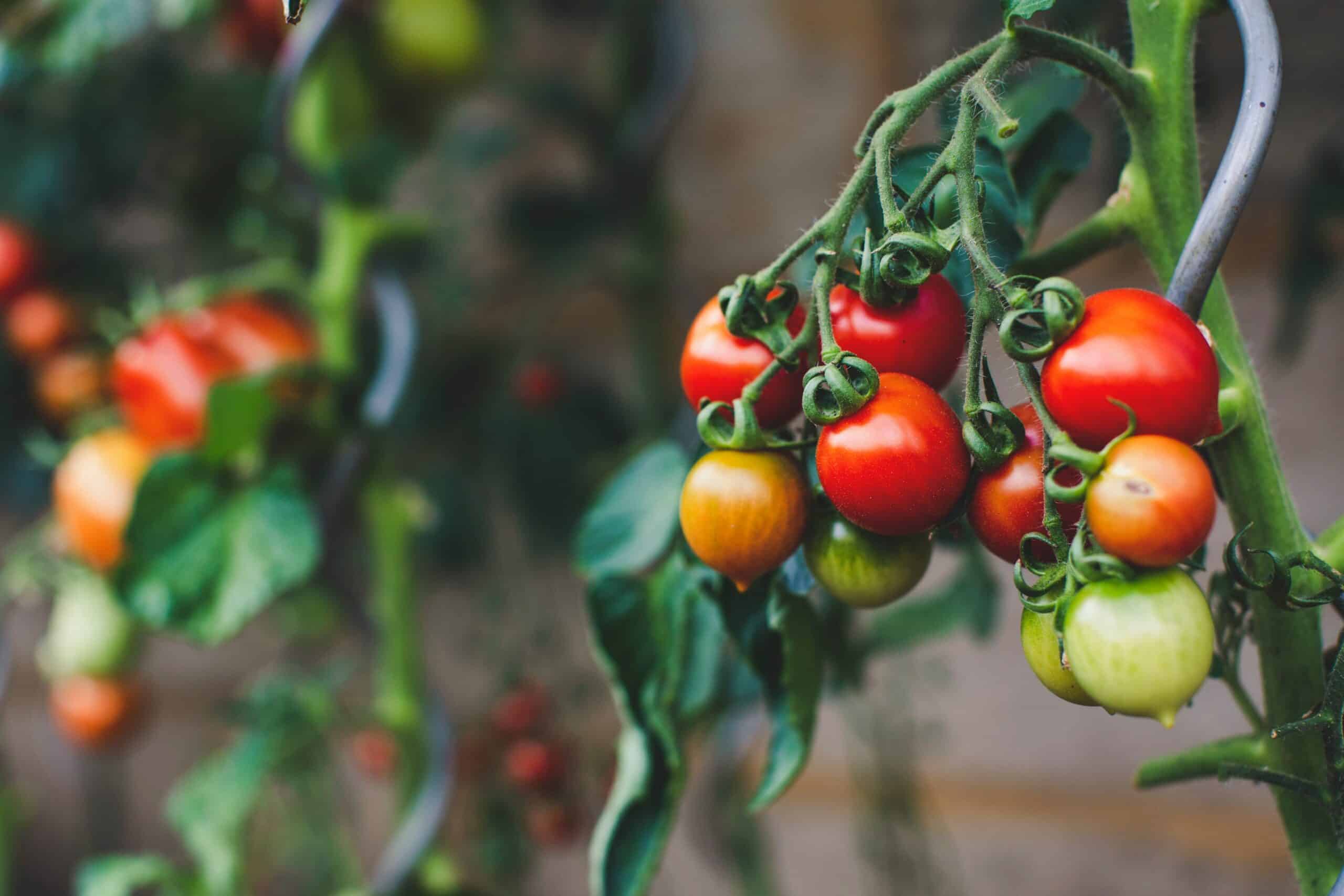 The 7 Essential Food and Beverage Certifications for Your Private Label Brand