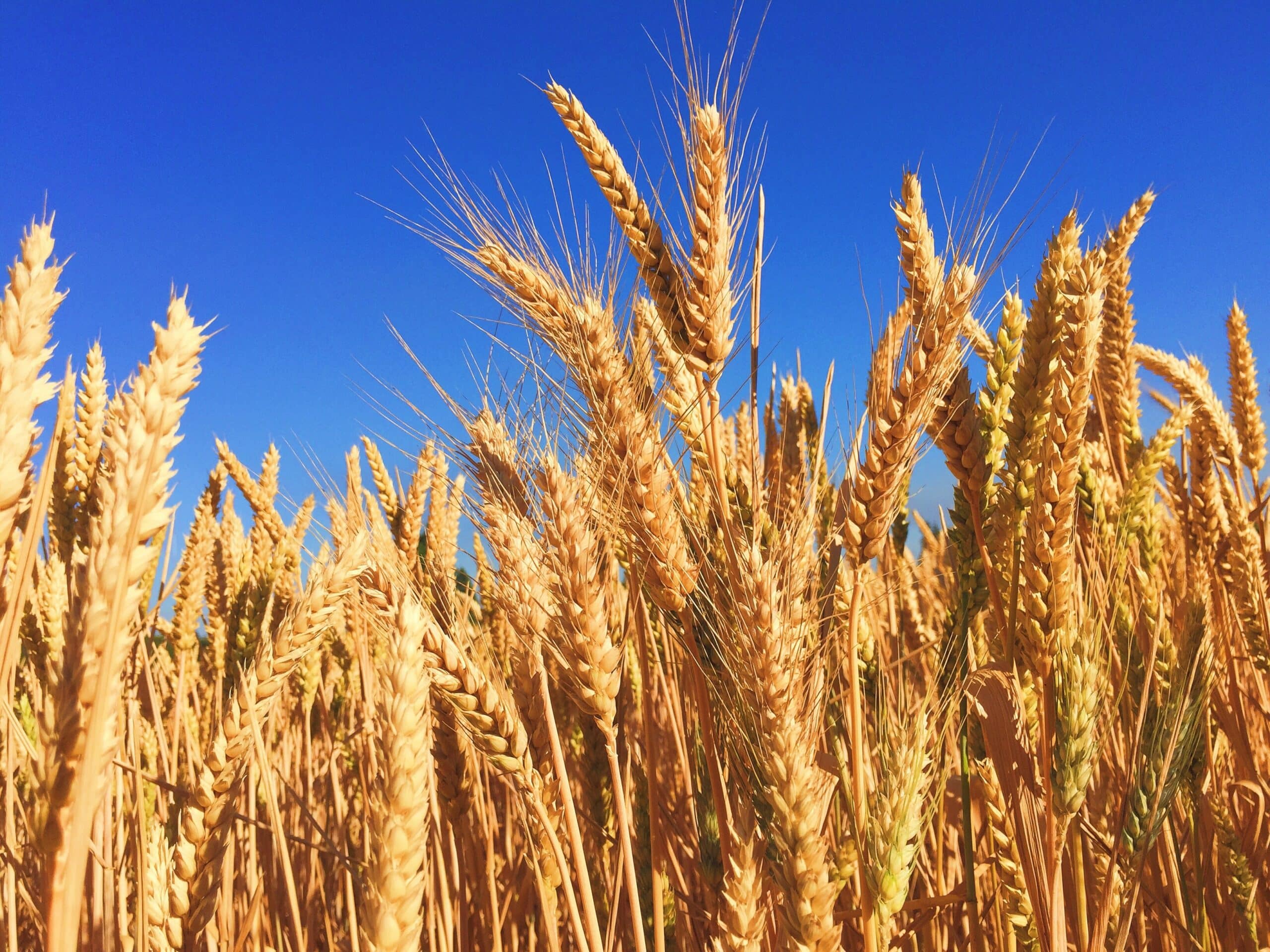 The 7 Essential Food and Beverage Certifications for Your Private Label Brand