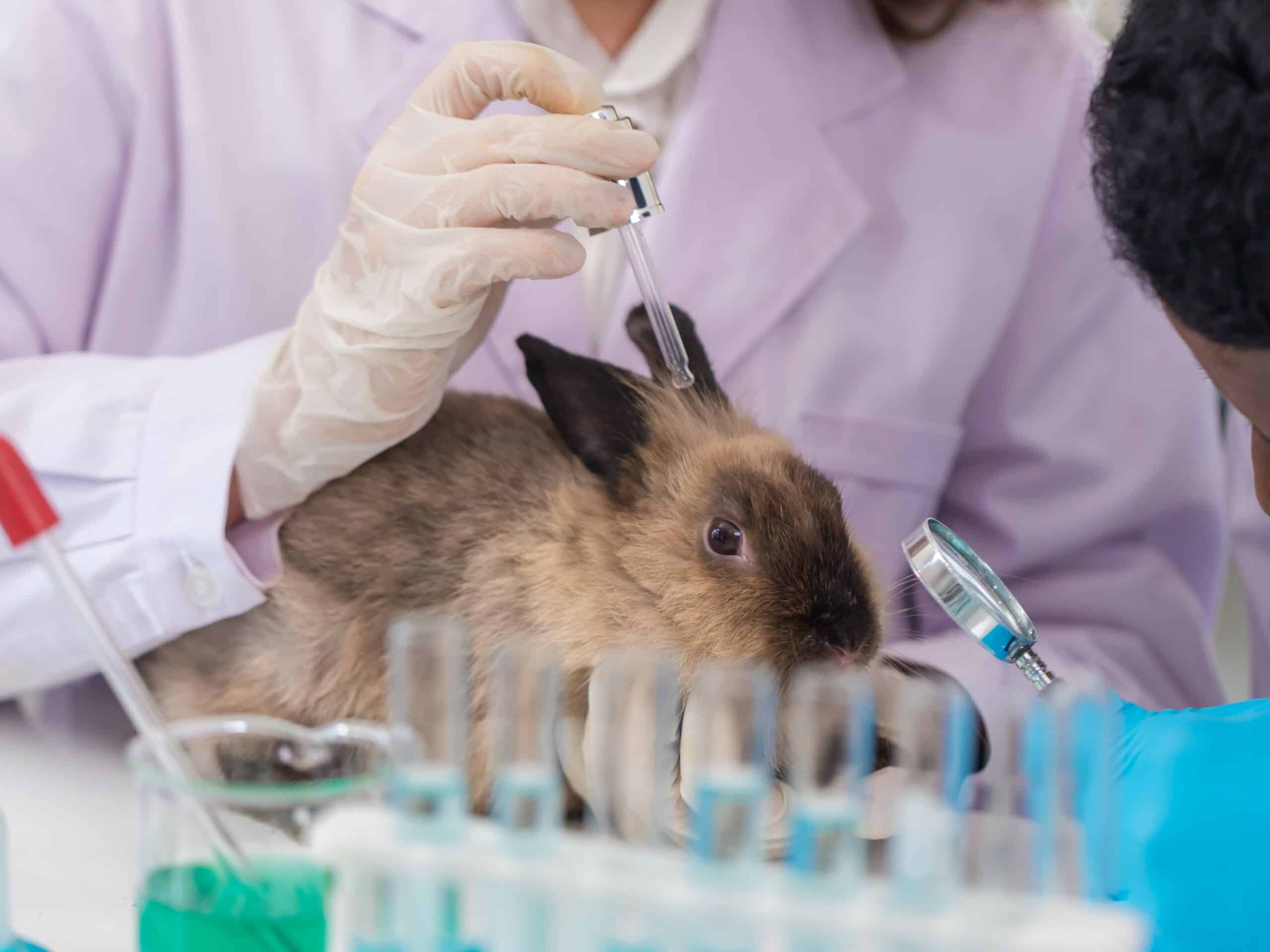 cruelty free 
