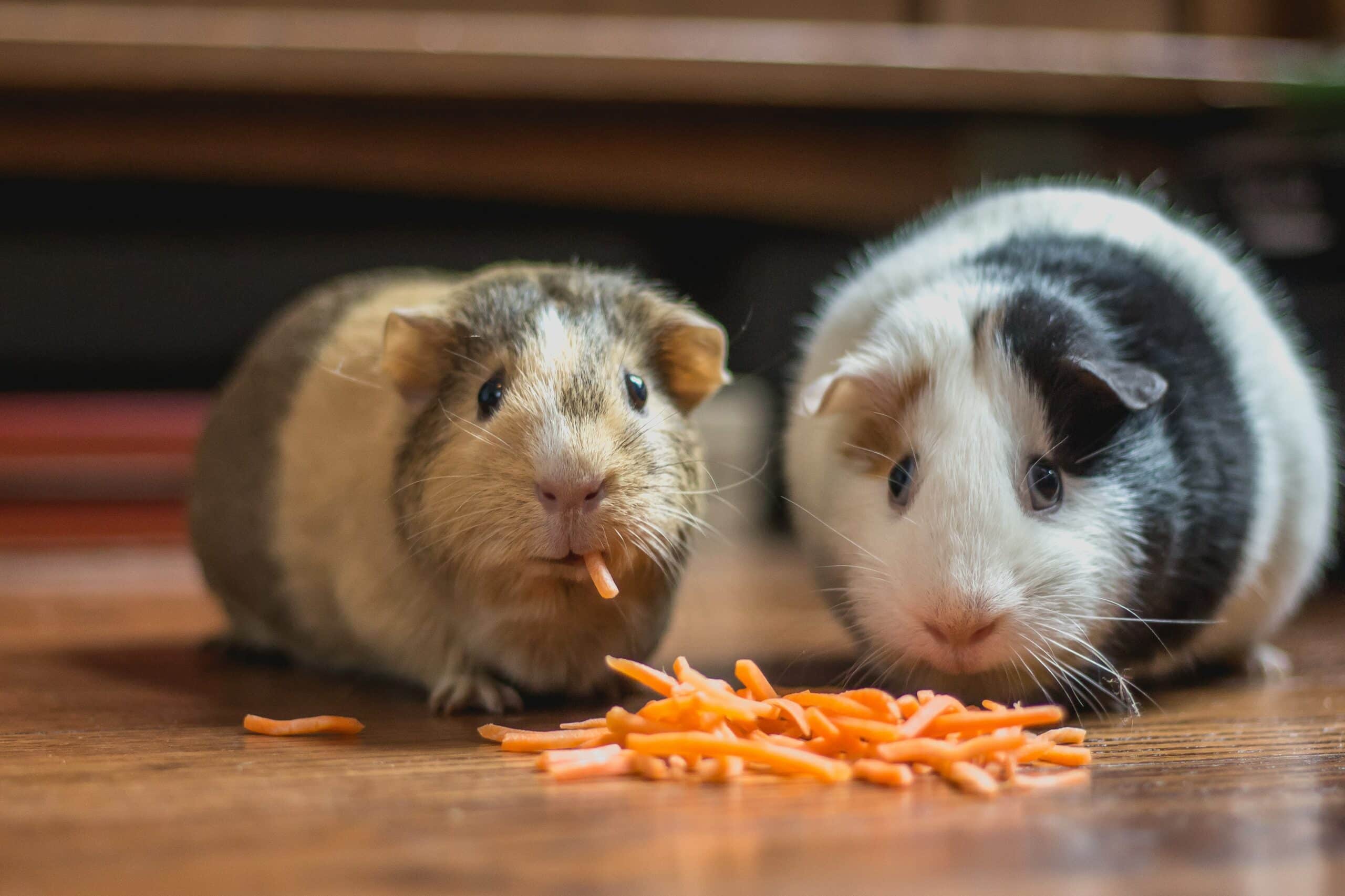 Trendy Pet Accessories Ideal For Private Label Production