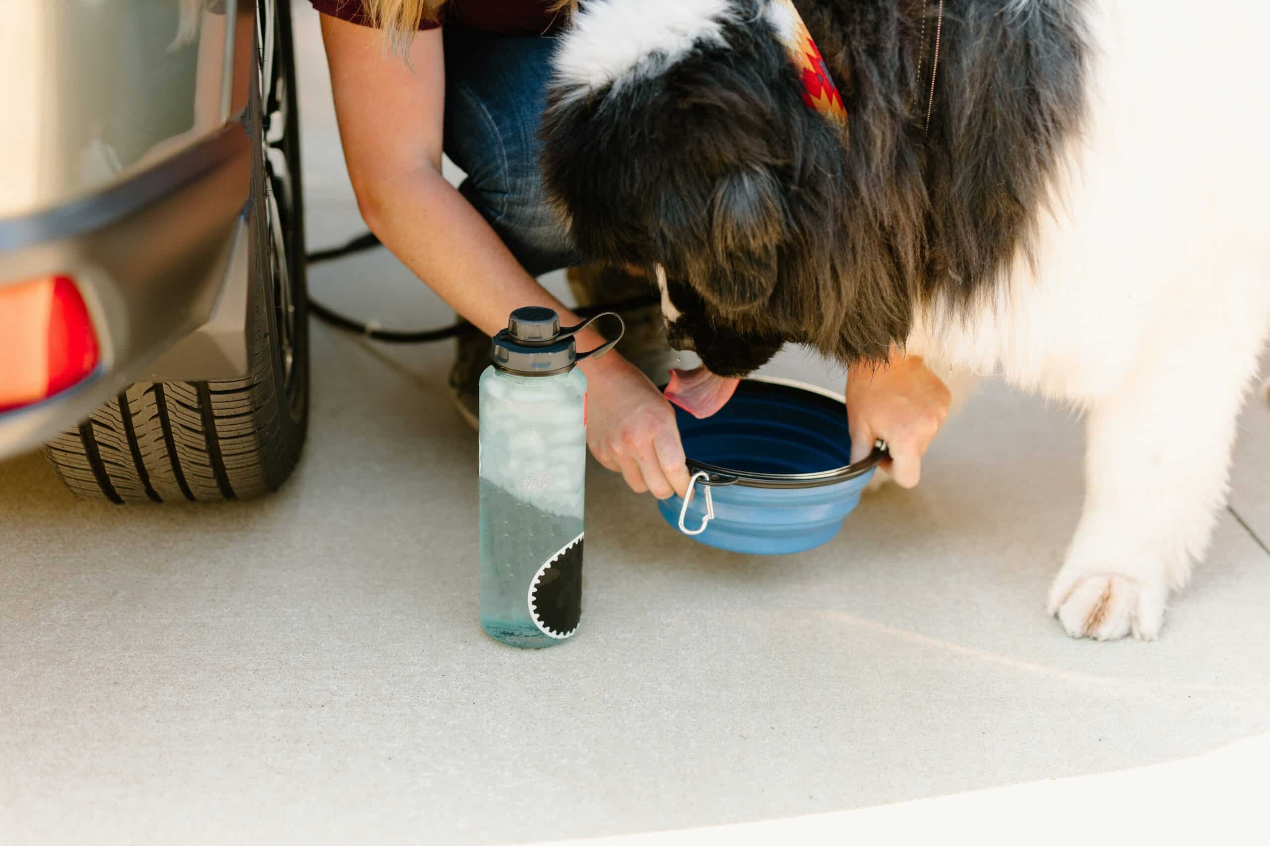 Trendy Pet Accessories Ideal For Private Label Production