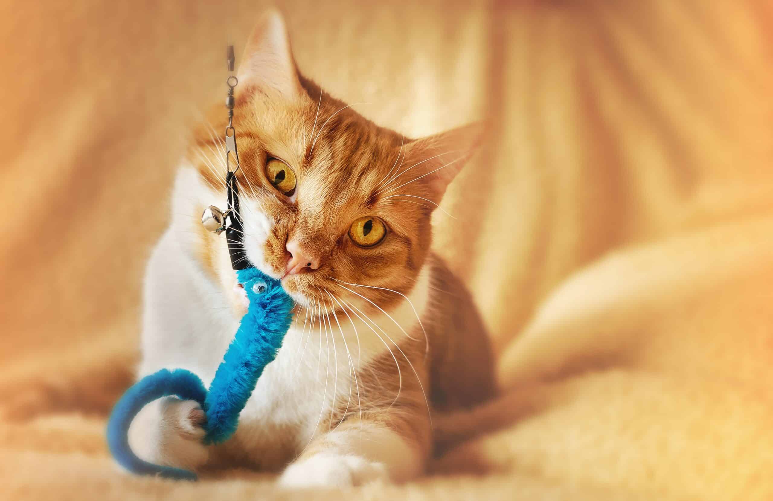 Trendy Pet Accessories Ideal For Private Label Production