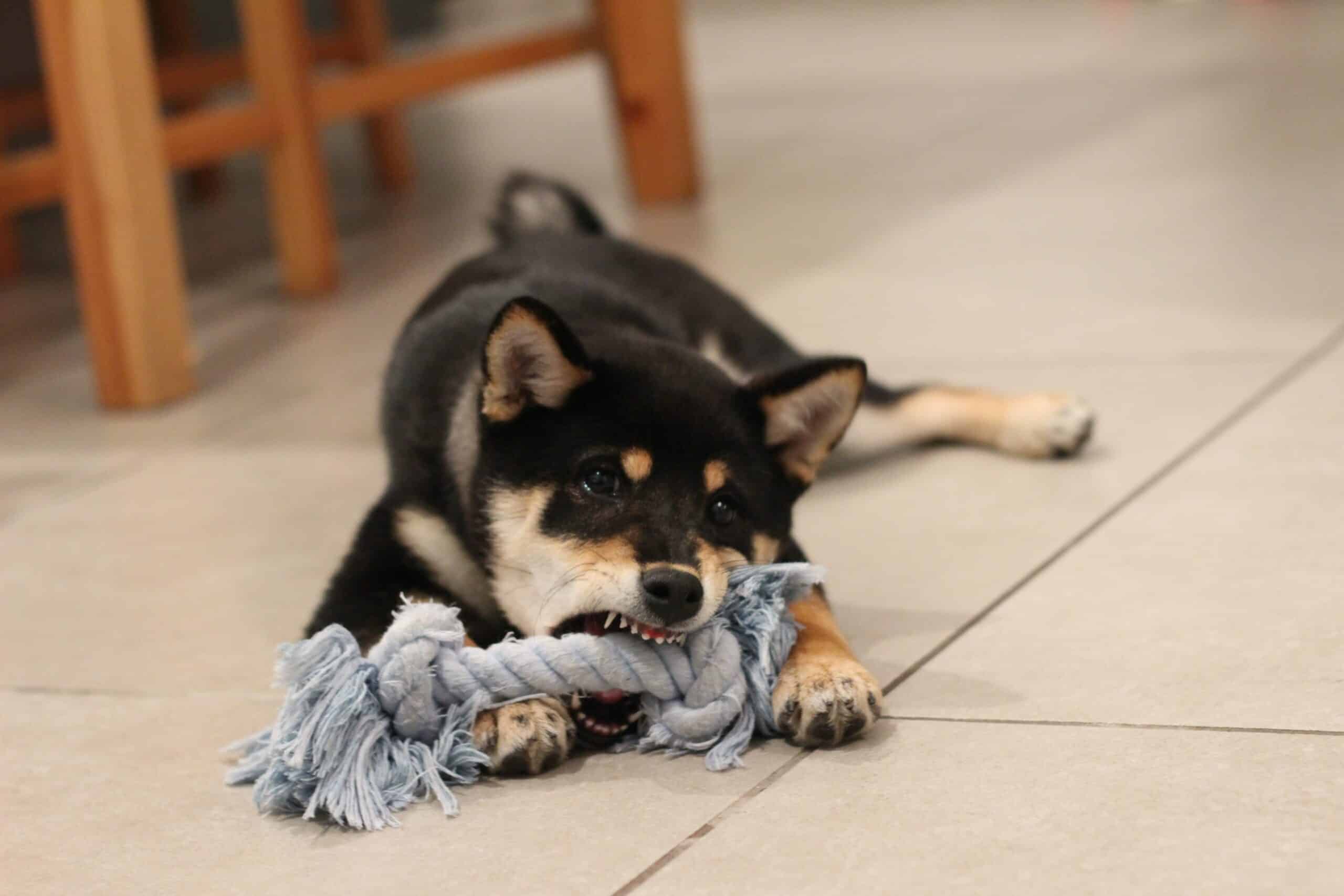 Trendy Pet Accessories Ideal For Private Label Production
