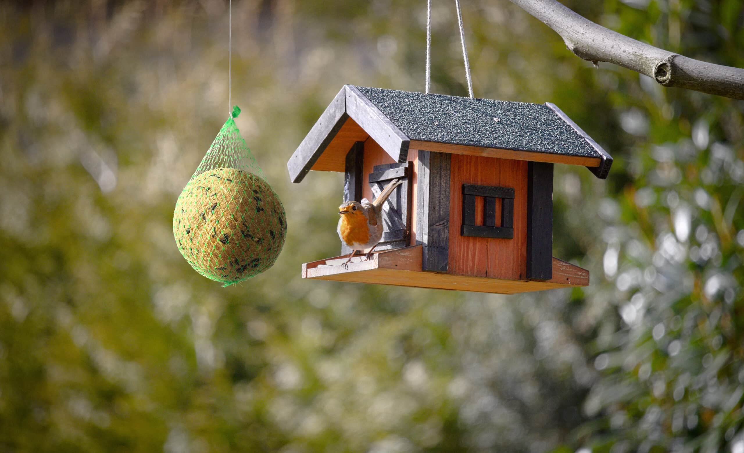 Bird food