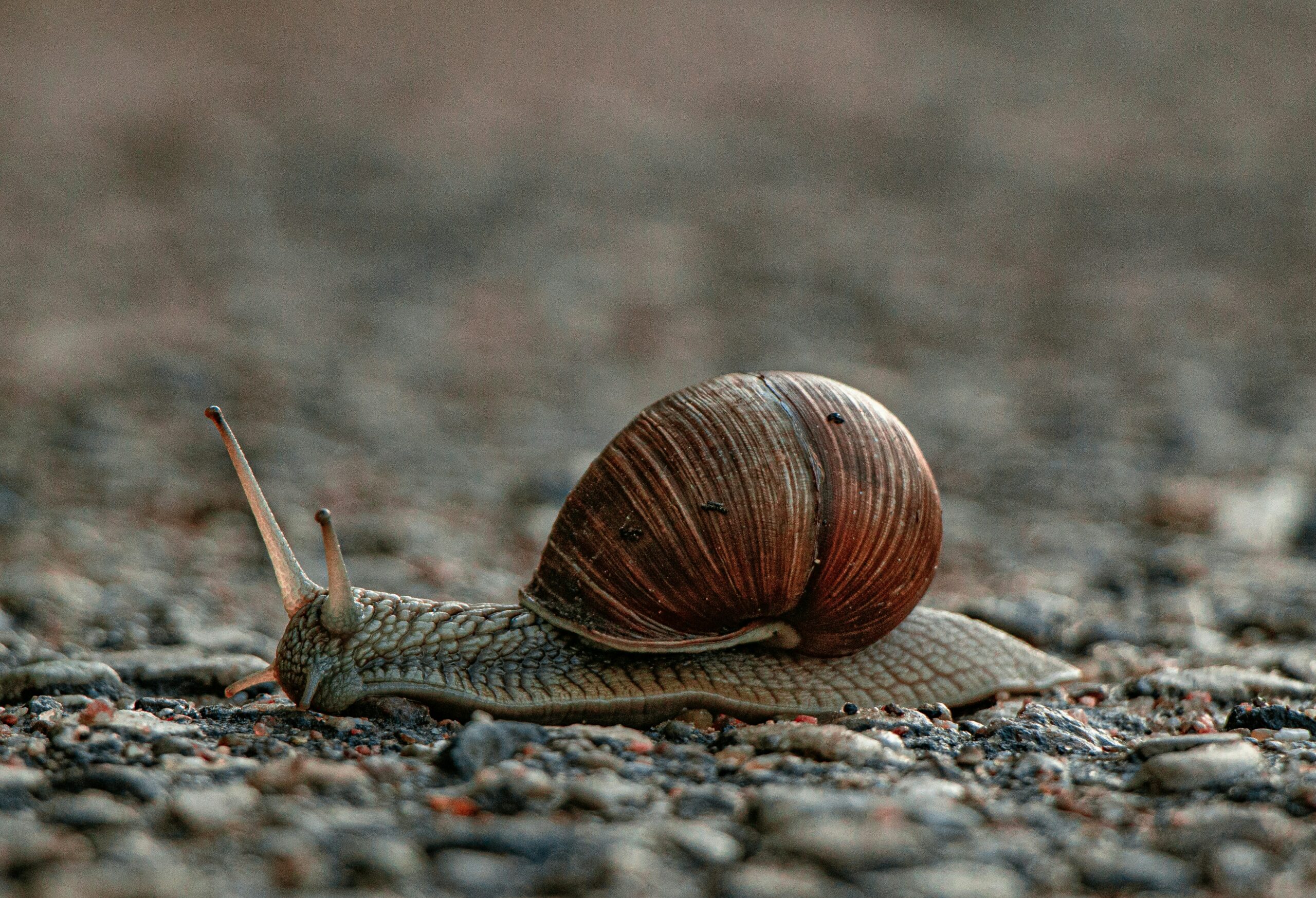 Eine Schnecke aus der Nähe auf einem Gehweg.