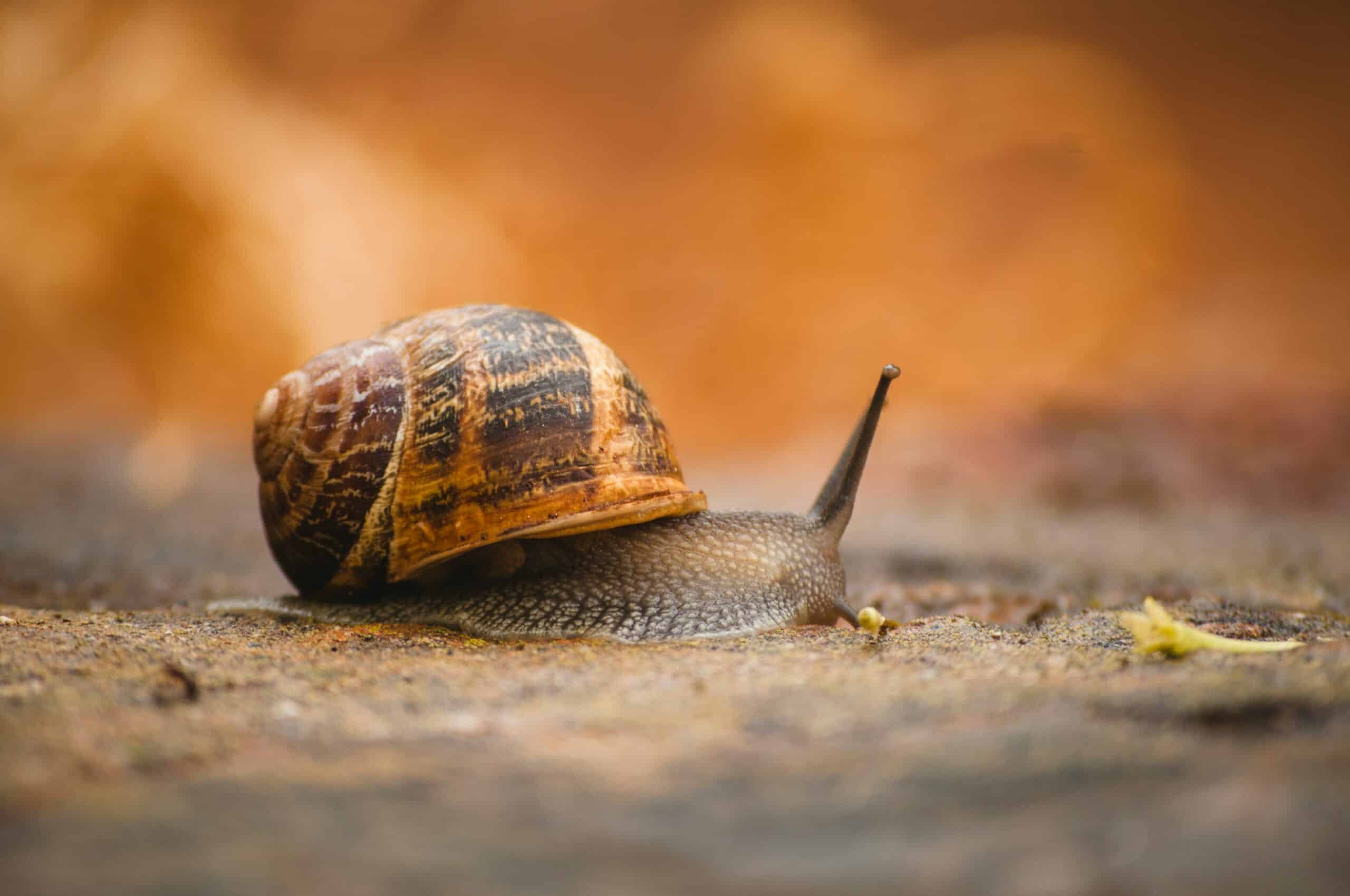 Schneckenprodukte: Eine Schnecke in der freien Natur.