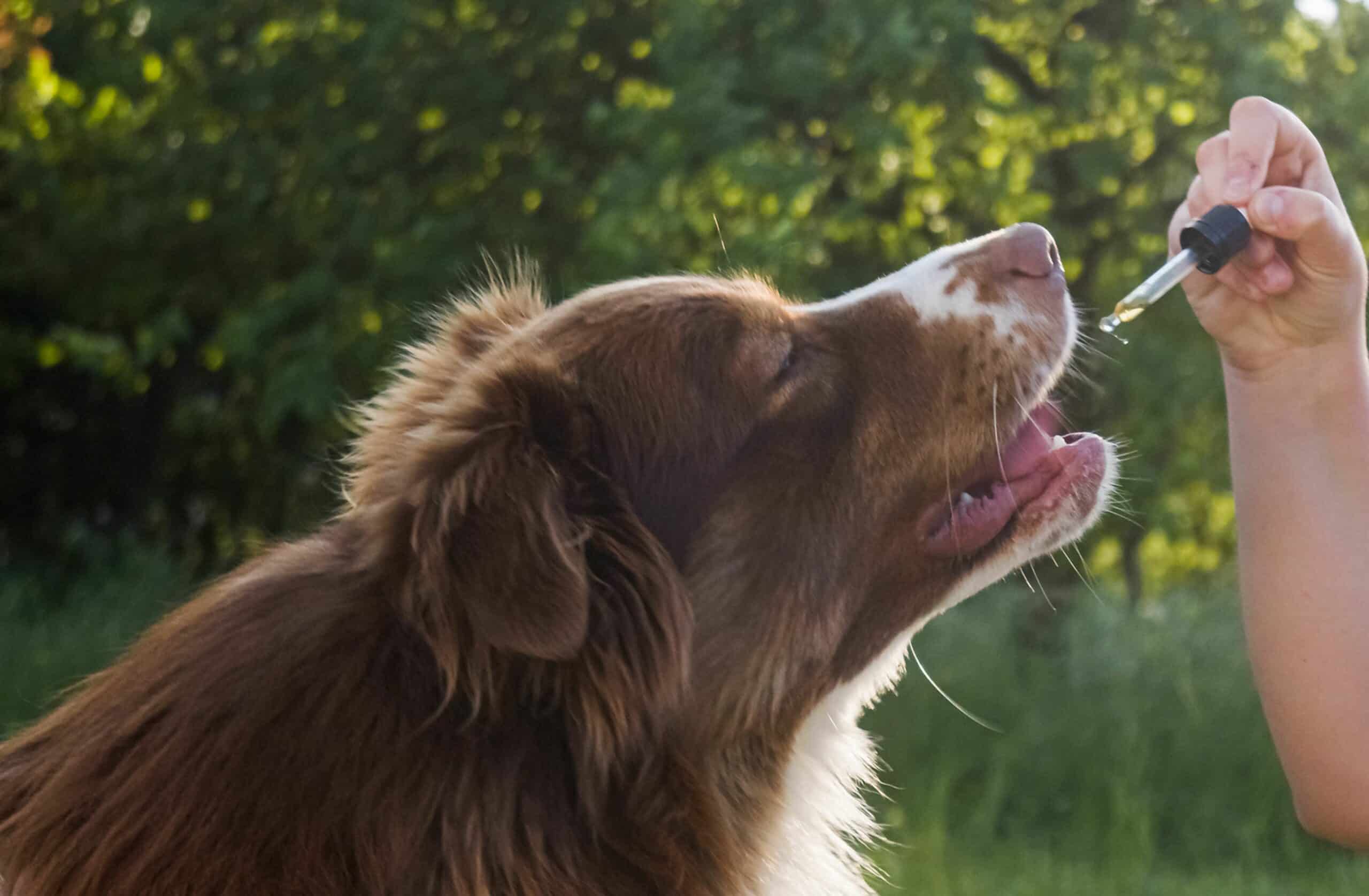 CBD oil for pets