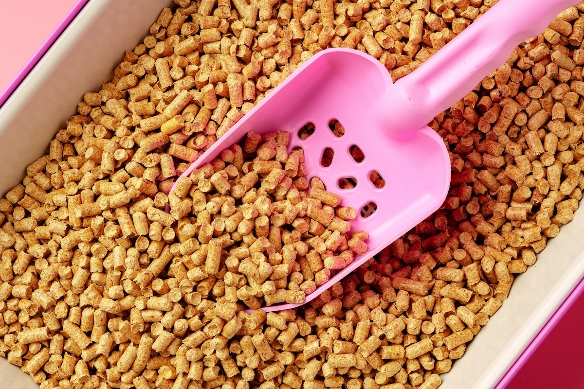 Cat Litter