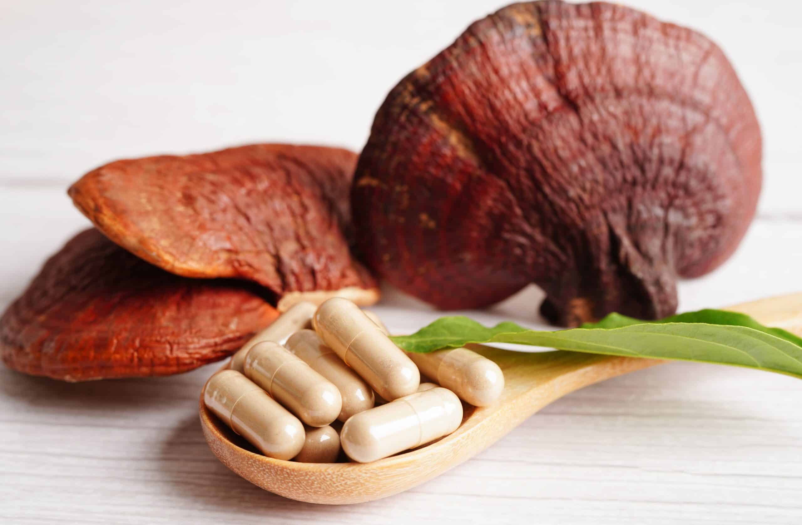 Reishi Mushroom